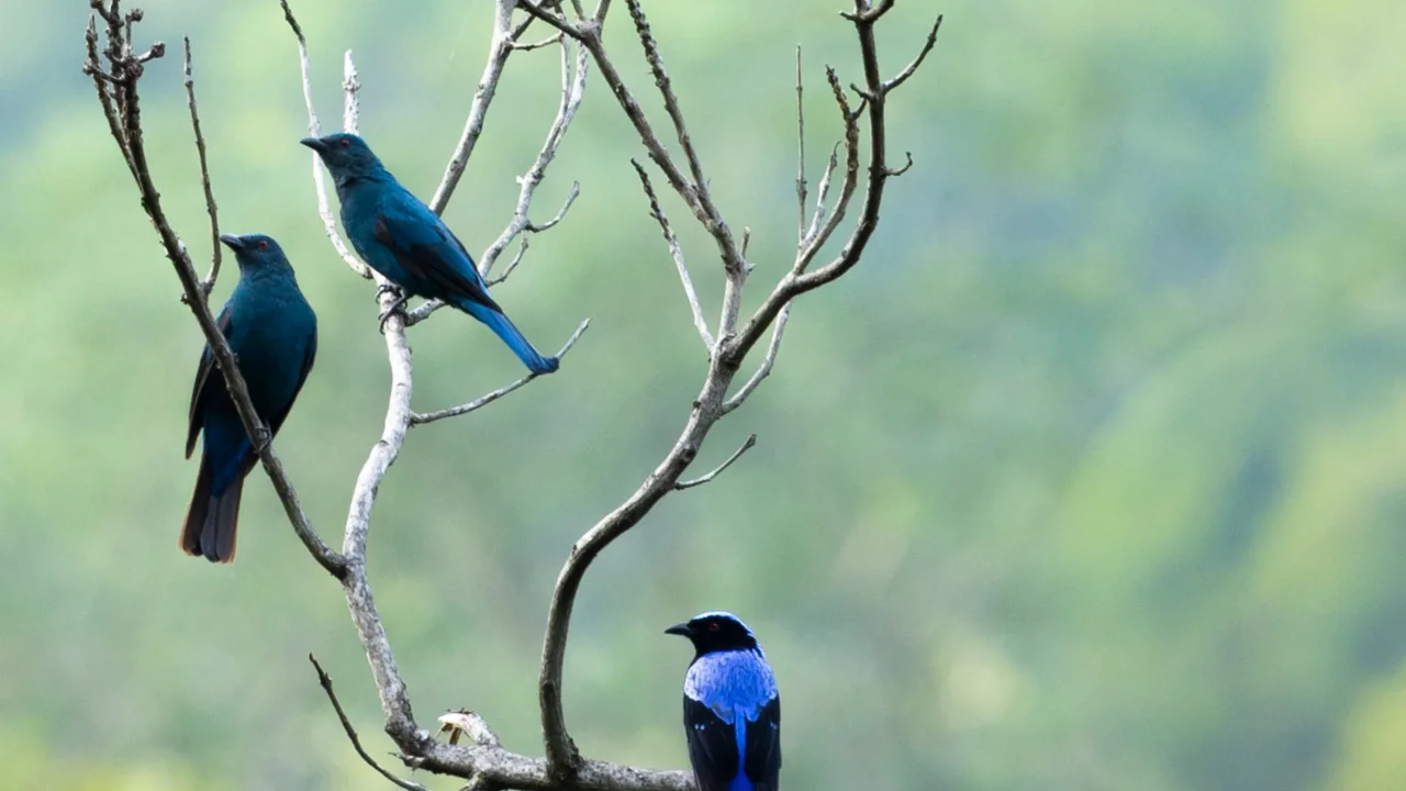 Gene Pool Nilgiris Trek – Nilgiris image 2
