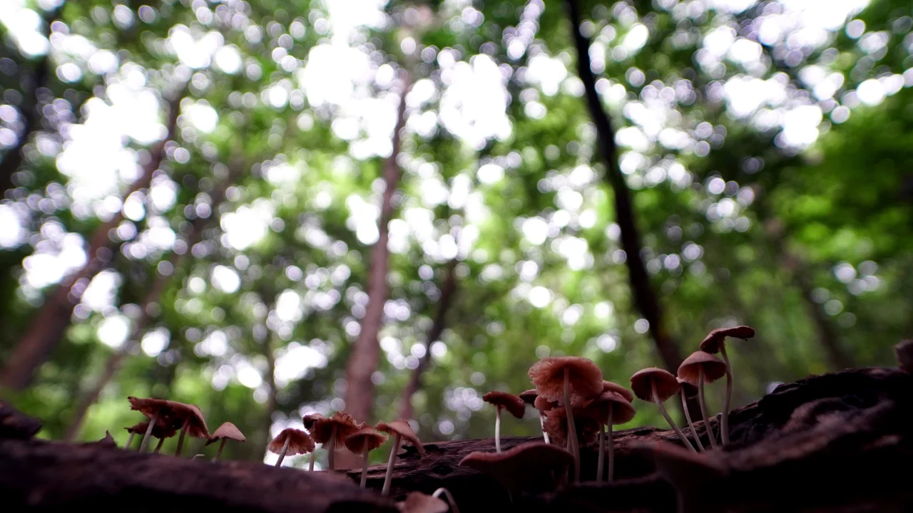 Baraliyar Trek – Coimbatore