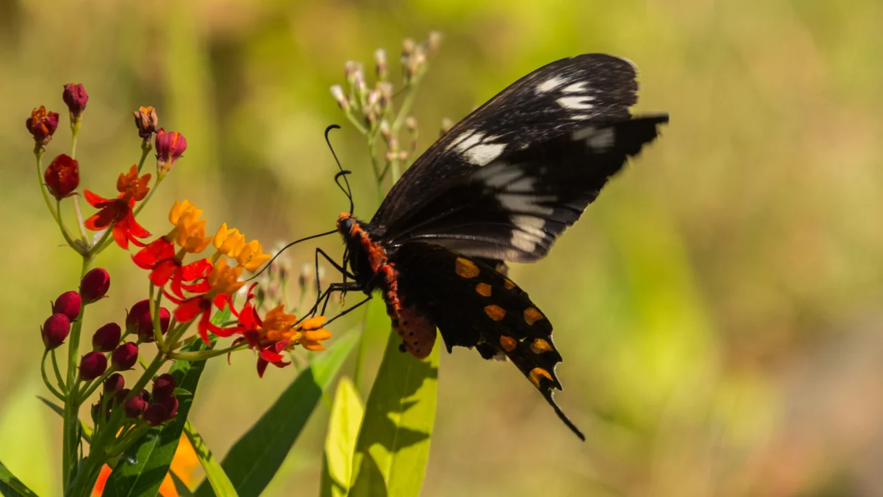 Kalikesam – Maramalai Trek