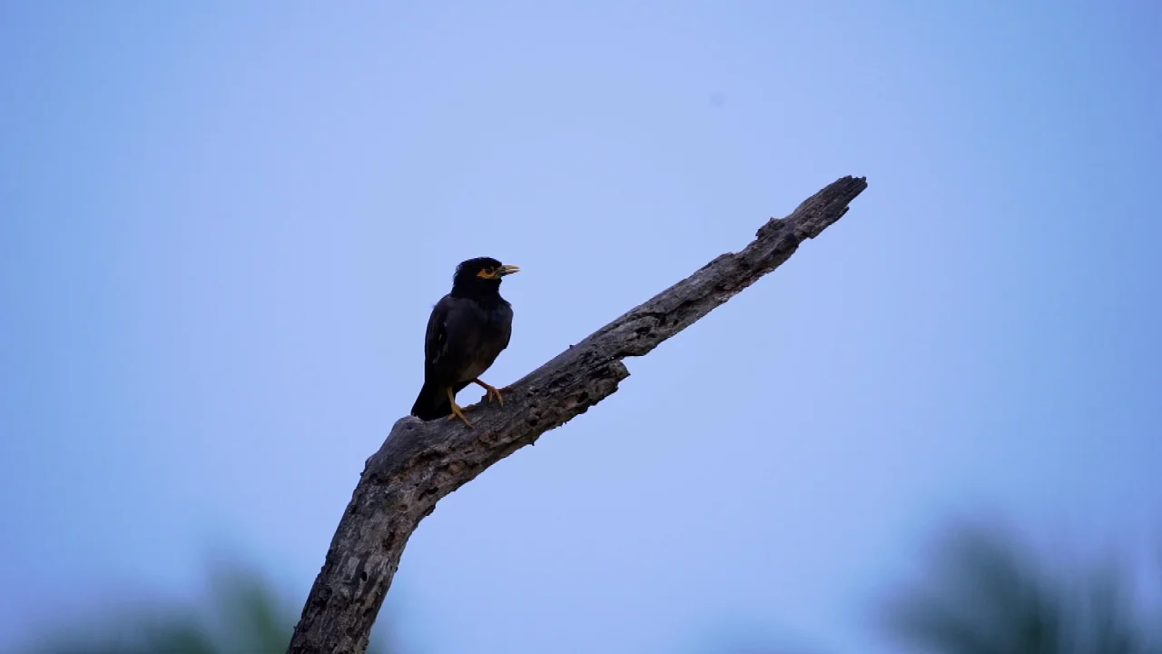 Yelagiri – Swamimalai Trek image 2