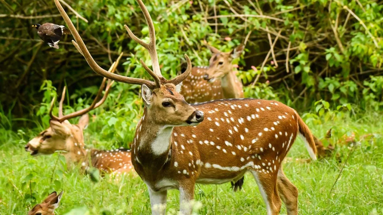 Chinnar – Kottar Trek image 3