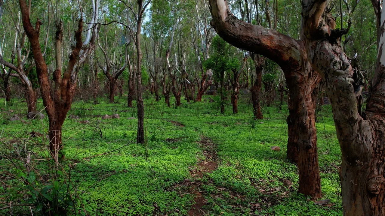 Jalagamparai Waterfall Trek
