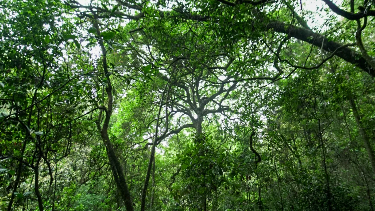 Longwood Shola Trek – Nilgiris image 2