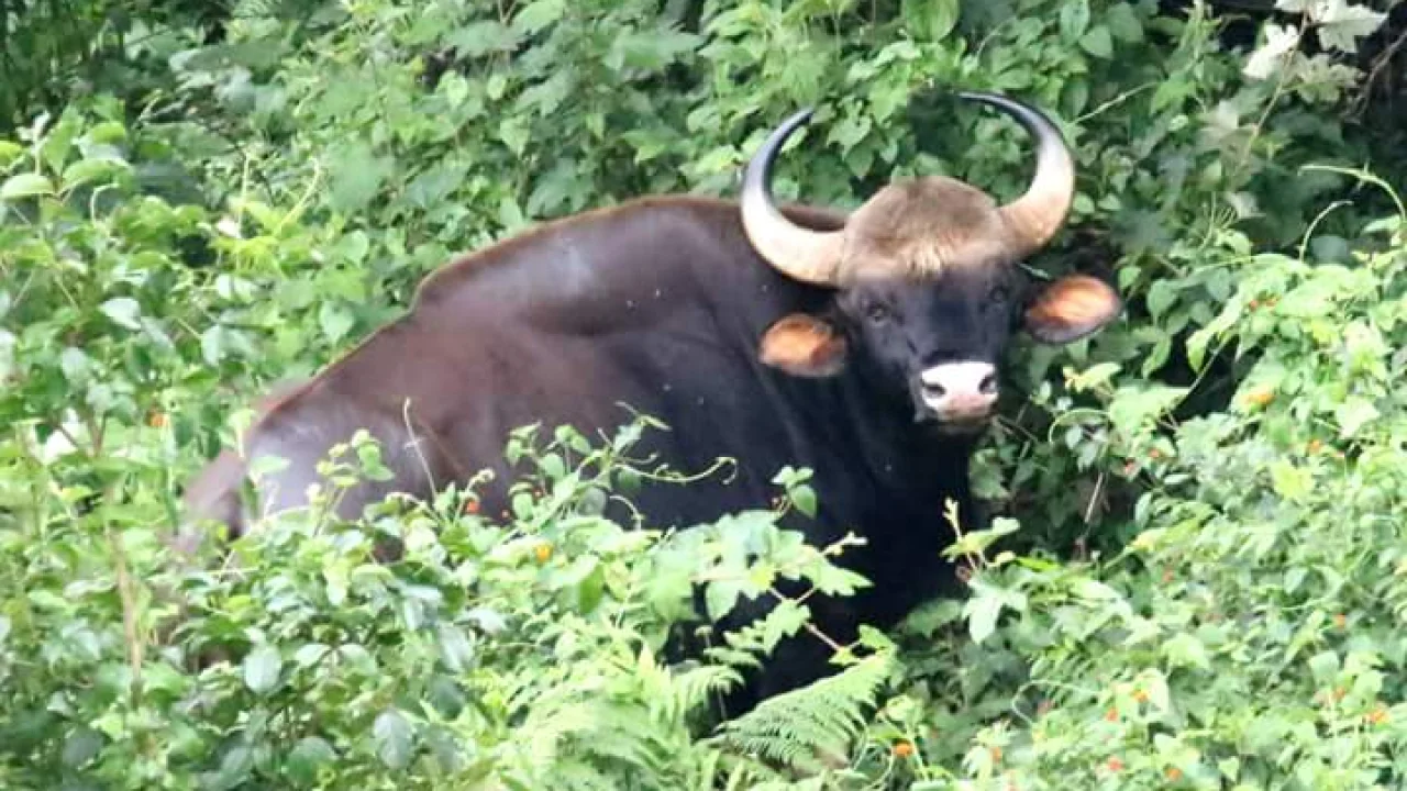 Sembukarai – Perumalmudi Trek