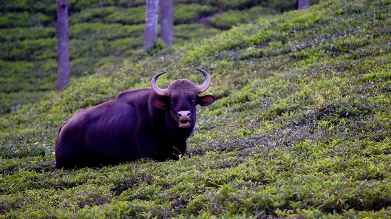 Kurumbapatti Zoo to Gundur Trek