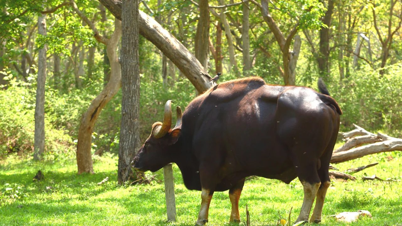 Karikaiyur to Rangasamy Peak Trek – Nilgiris image 2